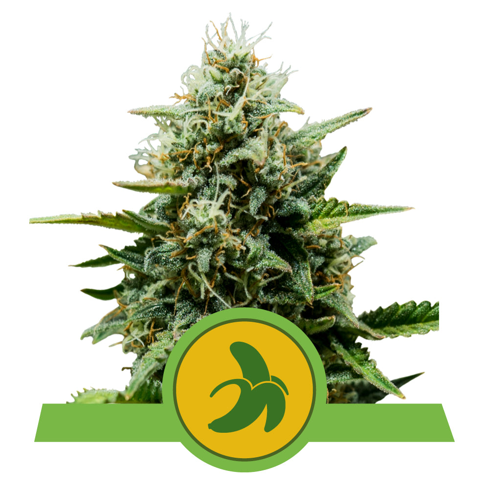 FAT BANANA AUTO STRAIN