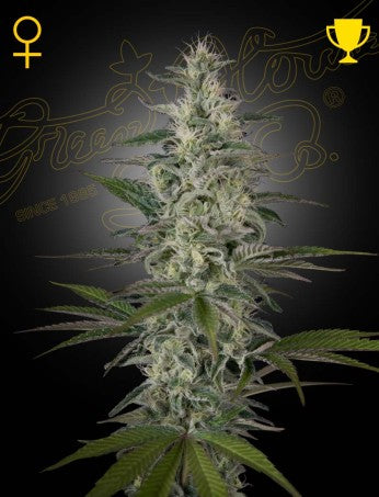 HAWAIIAN SNOW: HAWAIIAN SATIVA X LAOS STRAIN