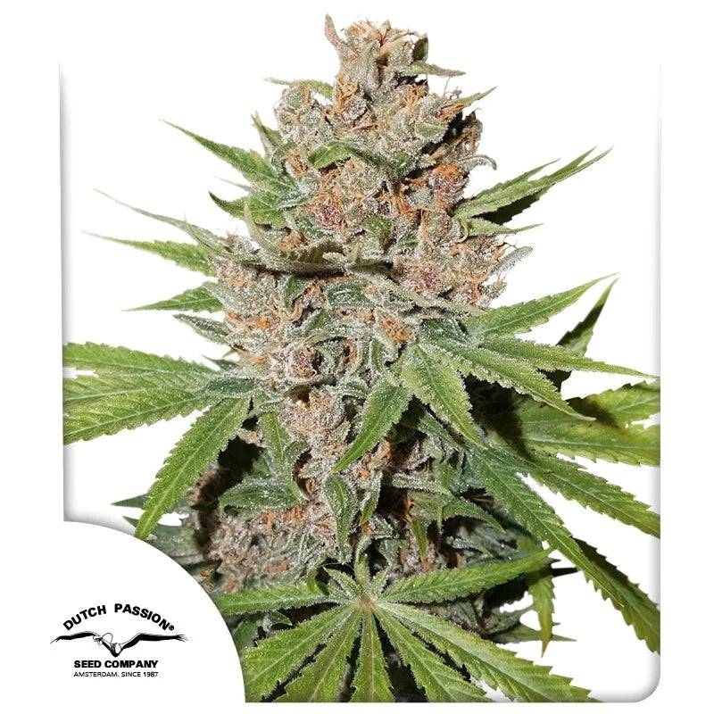 PASSION FRUIT STRAIN