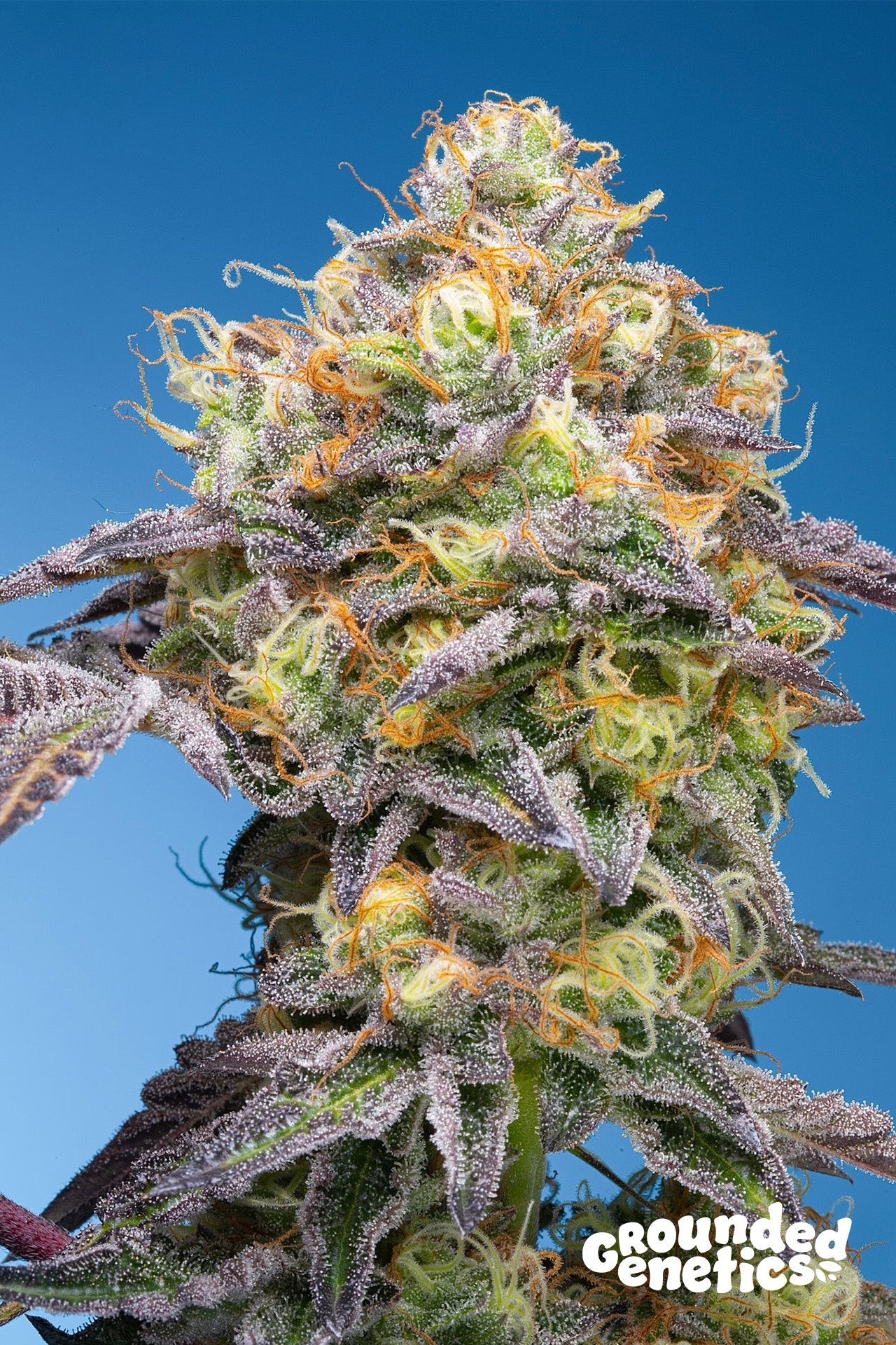 PLUMZ ZERBERRY X PAPAYADAWG STRAIN