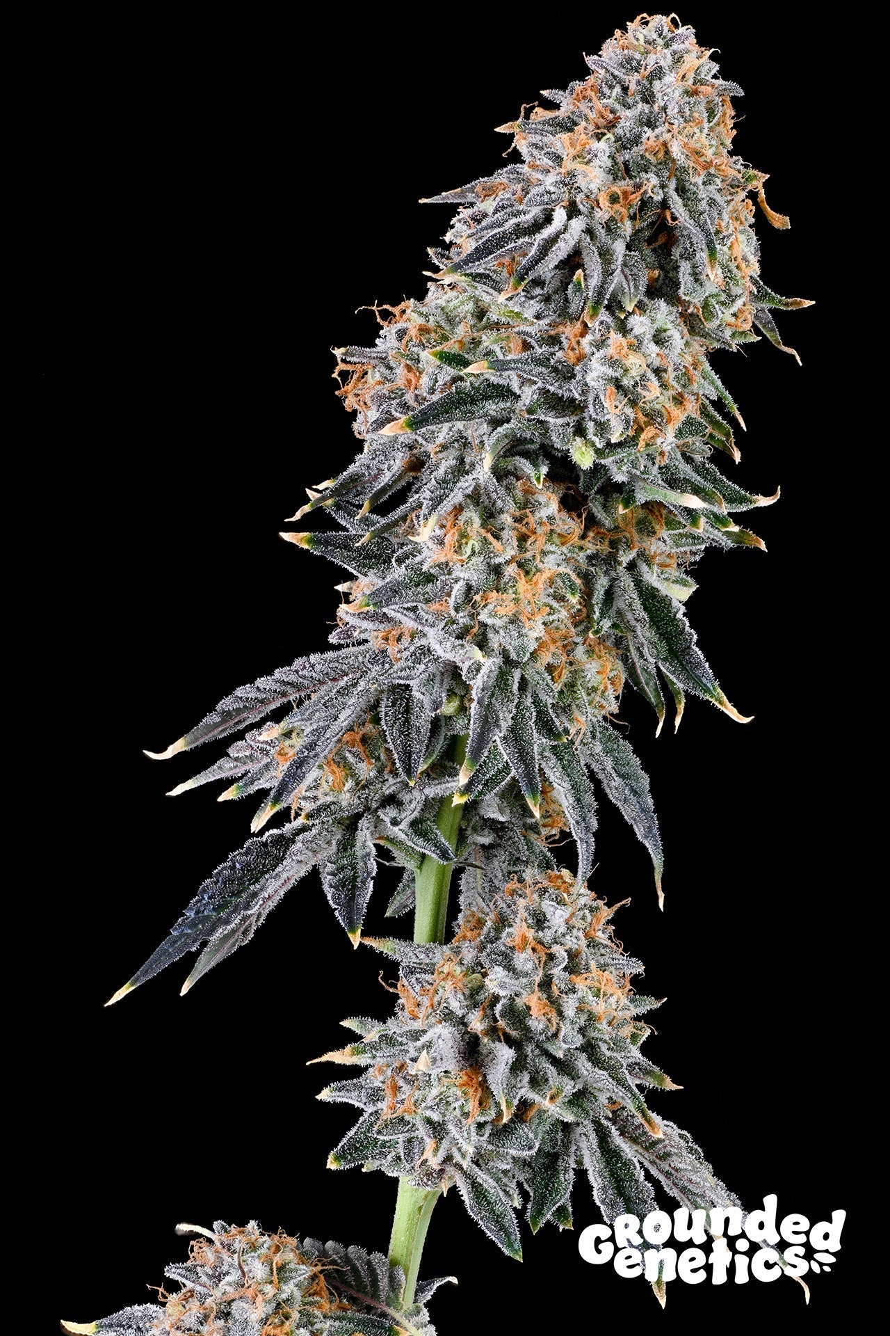 RAINBOW FUEL (GARY PAYTON X ZUNAMI) STRAIN
