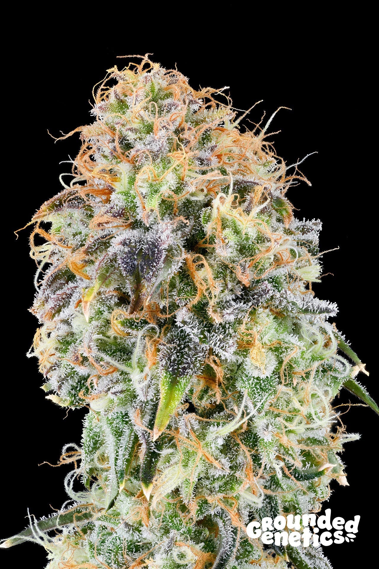 ZKUNK (EXODUS CHEESE X ZUNAMI) STRAIN