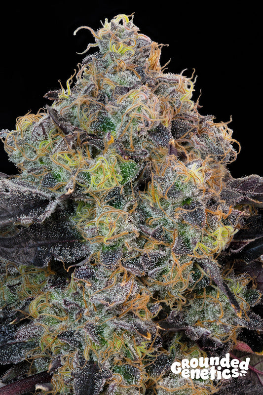 BLUEBERRY ZKUNK ZKUNK X BLUCCI STRAIN