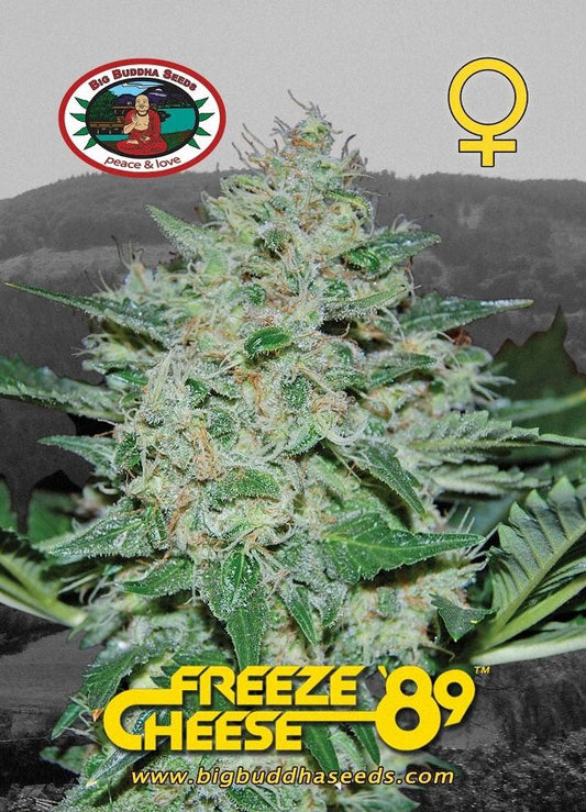 BIG BUDDHA: FREEZE CHEESE 89