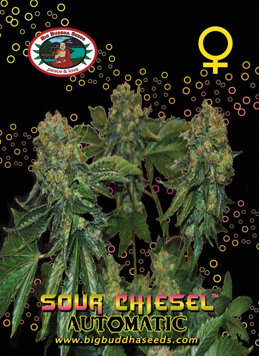 BIG BUDDHA: SOUR CHISEL AUTO