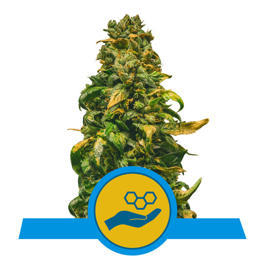 SOLOMATIC AUTO CBD STRAIN