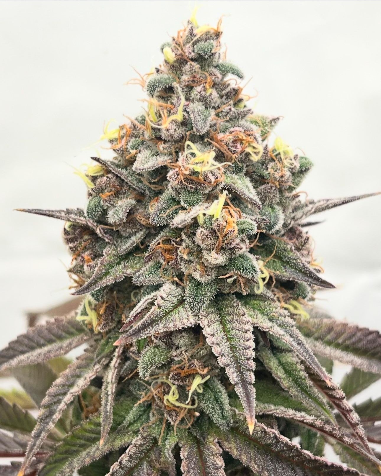 ORANGE RUNTZ CAKE 2.0 STRAIN