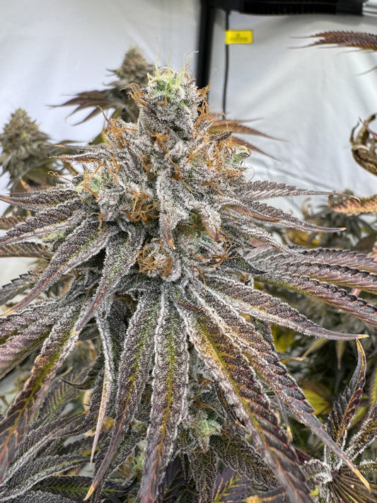 ZAPPLES 2.0 STRAIN