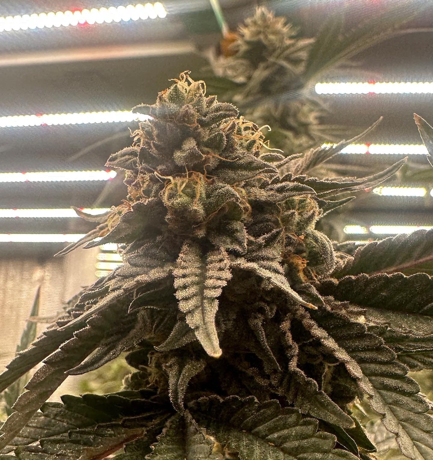 PINK WAFERZ 2.0 STRAIN