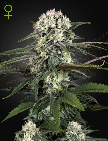 AUTO-BOMB: GREEN-O-MATIC X BIG BANG AUTO STRAIN