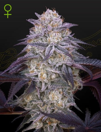 KING'S JUICE: MIMOSA X KING'S KUSH STRAIN