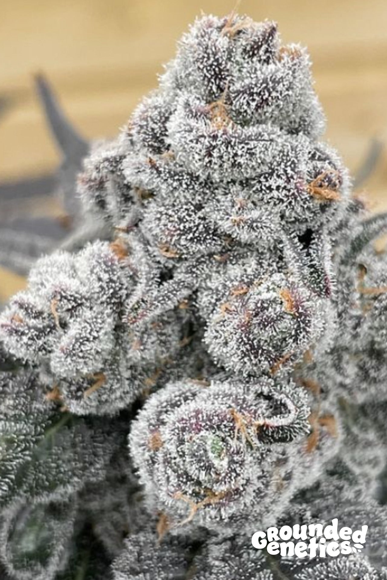 STRAWBERRY GUMMIES (STRAWBERRIES N' CREAM X PAPAYADAWG)