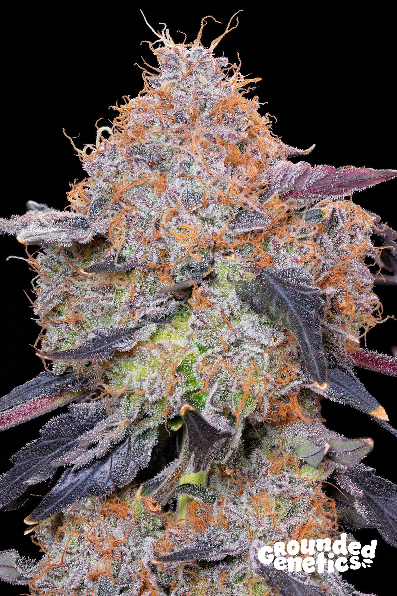 ZUMINATI ZUNAMI X OZARK STRAIN