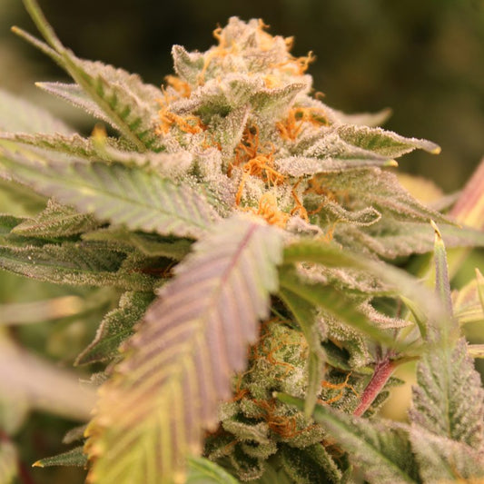 Z'LECTROLYTES STRAIN