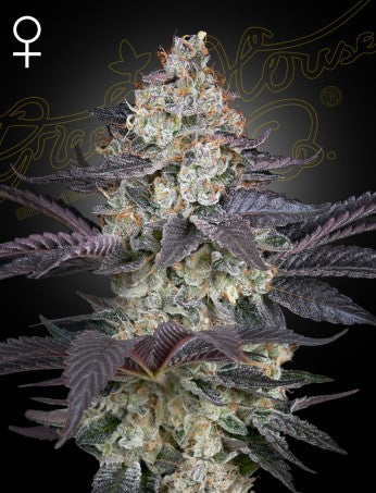 ZTRAWBERRY: RUNTZ X A.M.S STRAIN